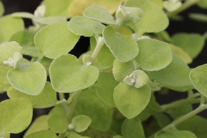 Édesgyökér szalmavirág ezüstös-zöld, bársonyosan szőrös levelekkel