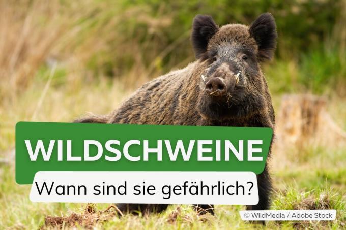 When are wild boar dangerous?
