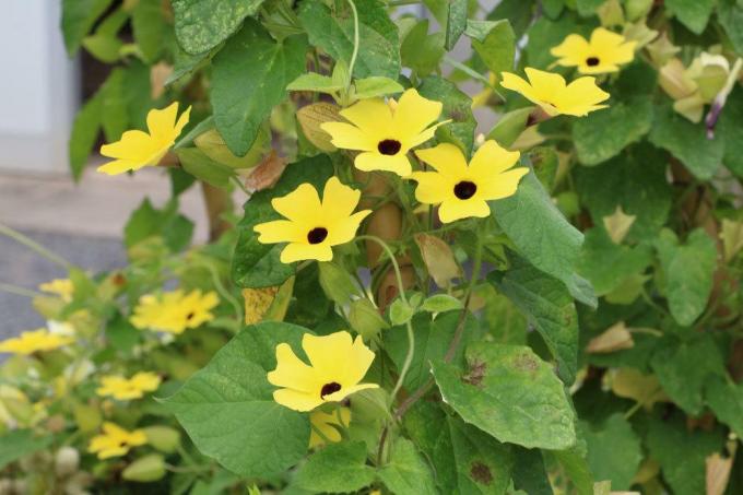 Чорноока Сьюзен з жовтими квітами