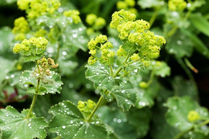 Lady's mantle with raindrops
