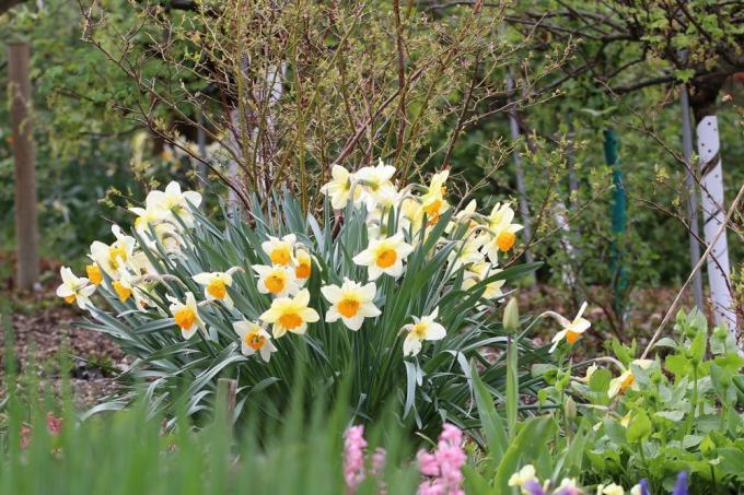 Daffodils in the garden bed