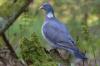Pigeon ramier: saison de reproduction, nourriture, apparence etc.