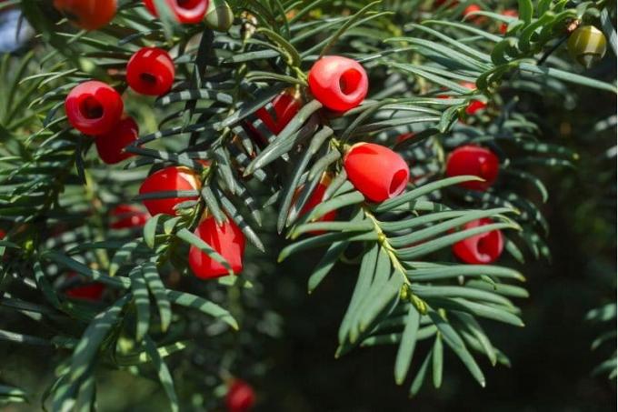If commun (Taxus baccata)