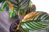 Vaxad amaryllis har bleknat: information om vård efteråt