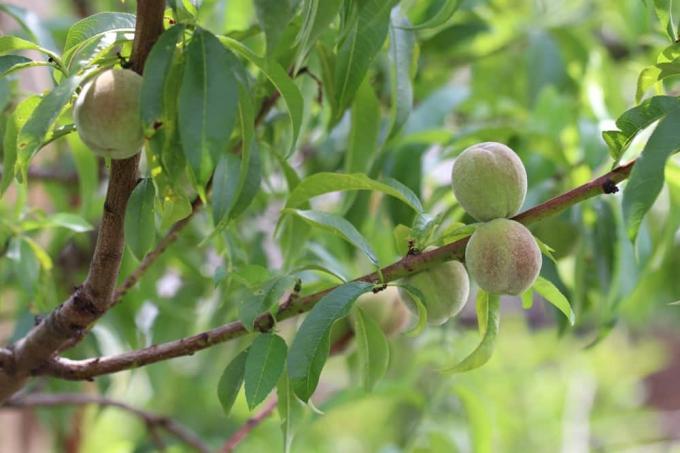 Персиковое дерево - Prunus persica