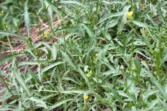 Wilde raket (Diplotaxis tenuifolia)