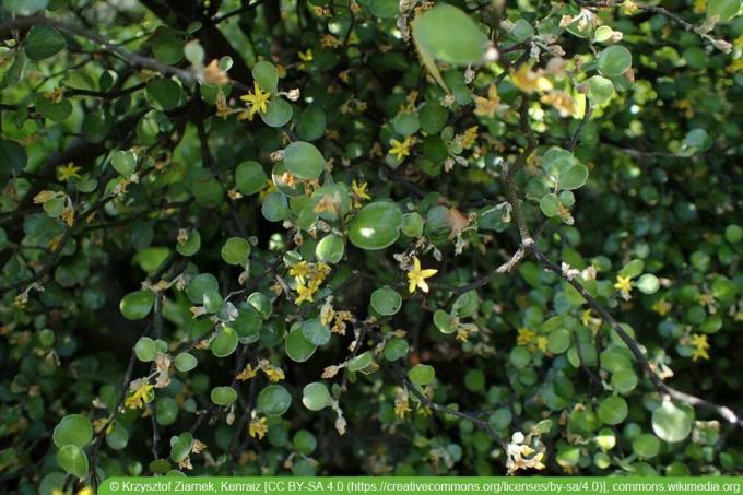Cikcakk cserje - Corokia cotoneaster