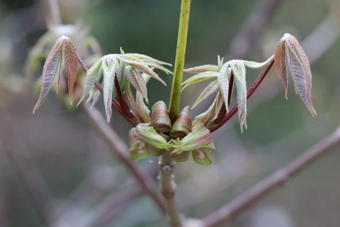 Châtaignier buissonnant - Aesculus parviflora
