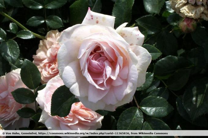 Rose 'Jardin des Roses'