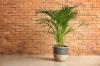 Zlatá ovocná palma: starostlivosť, umiestnenie a toxicita arekovej palmy