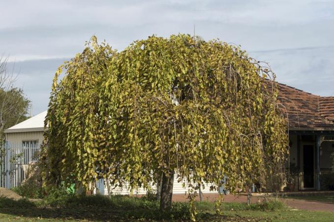 mooruspuu 'Pendula'
