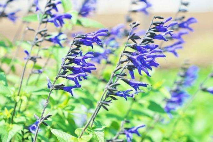 Salvia dei prati (Salvia pratensis), fiori di prato blu