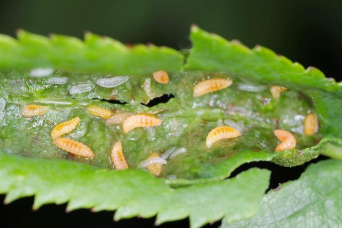 Folha danificada por larvas de mariposa de buxo