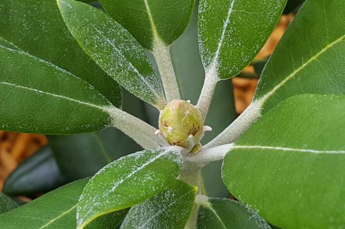 Rhododendron med mjöldagg