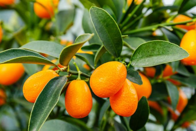 kumquat vaisiai