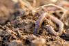 Earthworms in the garden: important functions