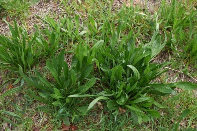 Ribwort plantain (Plantago lanceolata)