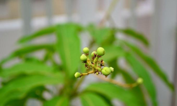 Młoda roślina mango