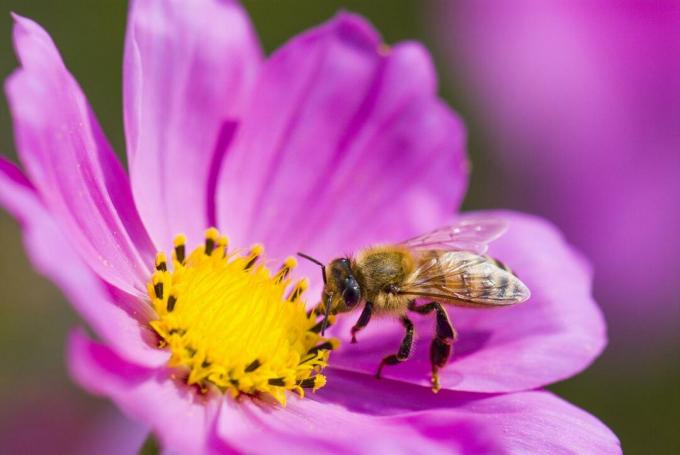 Bi pollinerar blomma