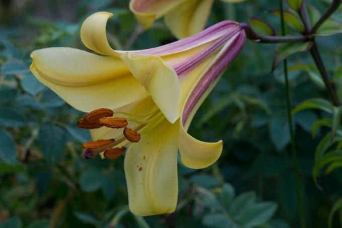 African Queen trumpet lily