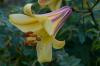 Spesies Lily: Varietas yang penuh warna & kuat