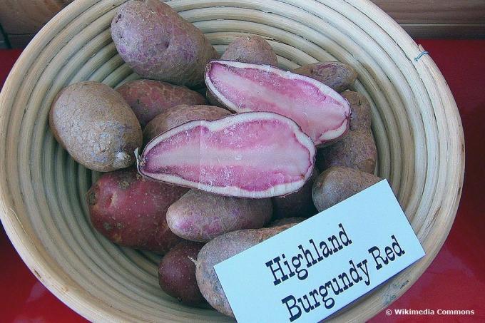 Highland Bourgogne Rouge, variété de pomme de terre