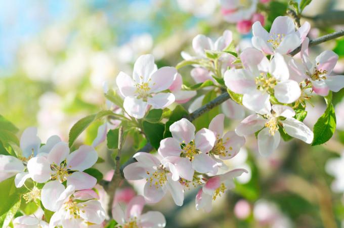 apple-tree-blossom-color