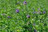 Alfalfa Sprouts: ปลูกเองและคุณประโยชน์