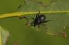 Kumbang anggur: mengenali, mencegah & melawan gejala