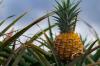 Ananas: Vše, co potřebujete vědět o pěstování, péči a sklizni