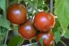 Tomate De Berao: Extremely robust outdoor tomato
