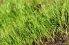 갓 뿌린 잔디 깎기: 언제 잔디를 깎는 것이 합리적입니까?