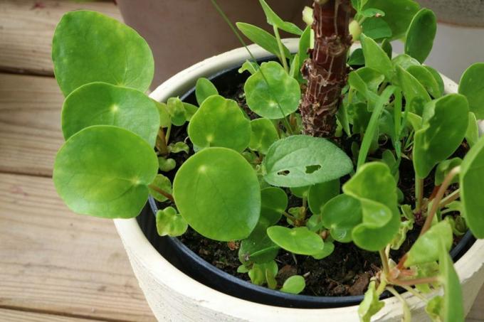 Planta ovni (tálero de la suerte, planta de panqueques, planta de ombligo, bot. Pilea peperomioides)
