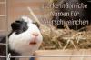 113 strong male guinea pig names