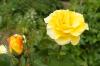 Geltonos rožės: 10 gražiausių veislių