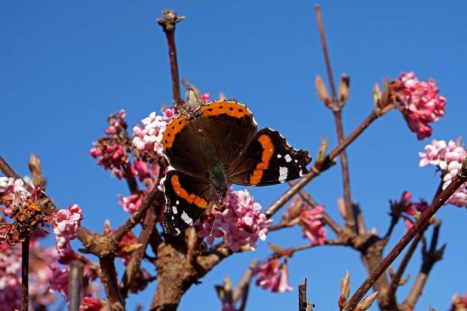 Mariposa en flor de viburnum de invierno