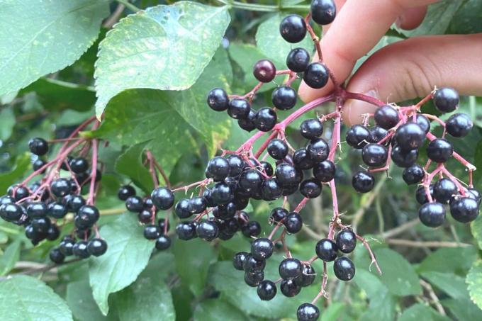 Black elder (Sambucus nigra) berries