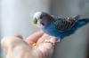 Имена на птици: 348 популярни имена на вълнисти папагалчета