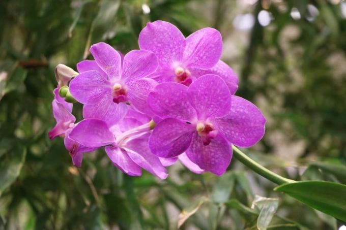 Orchidaceae - ორქიდეა ვანდა