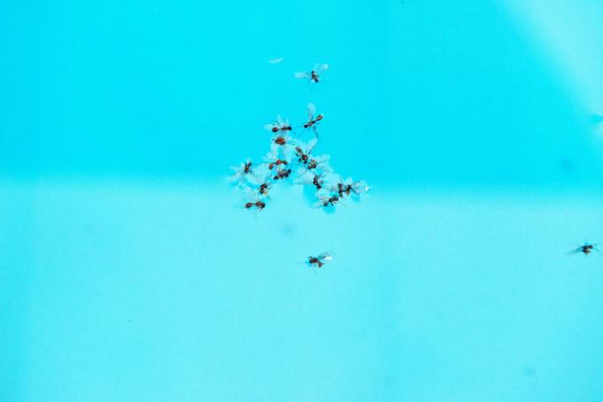 ιπτάμενα μυρμήγκια-στη-πισίνα