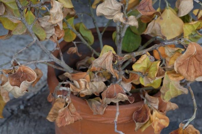 hojas secas como síntoma de sequía por heladas