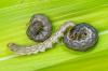 Визначте дощових черв’яків і боріться з ними природним шляхом
