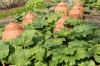 Sorte rabarbare: najboljše sorte za vrt