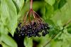Harvesting elderberries: harvest time & use of flowers & berries