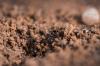 Skadar myror växter?