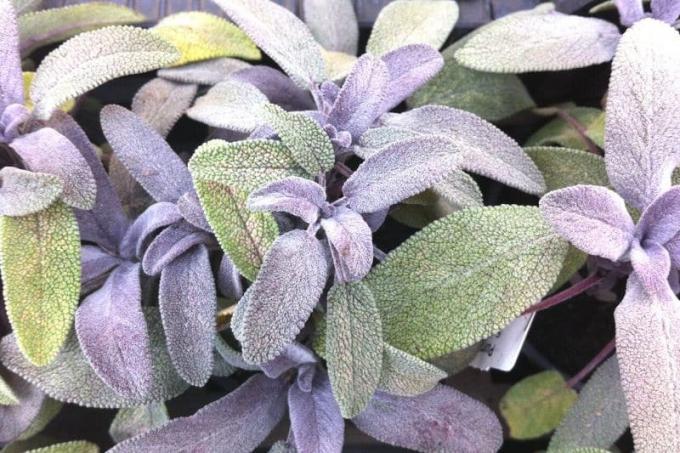 パープルセージ (Salvia officinalis 'Purpurascens')