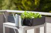Балкон за самосталан боравак: које биљке су погодне?