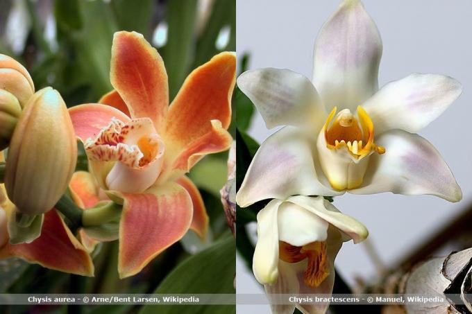 Espécies de orquídeas, Chysis