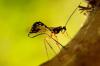 Insectes utiles contre les pucerons: conseils pour une lutte naturelle