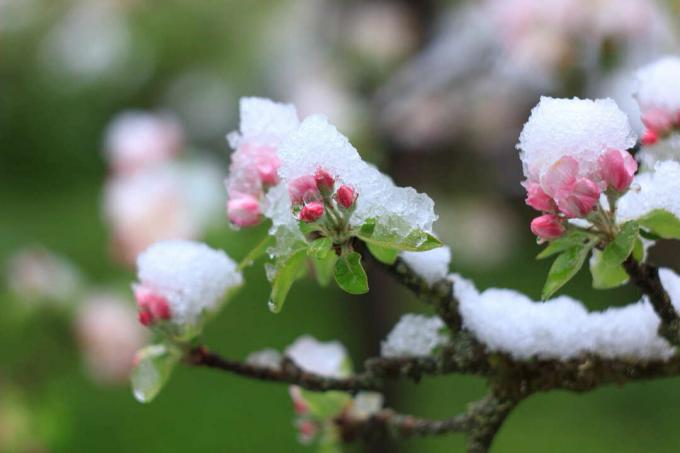 Мраз на стаблу јабуке која пупи са цветним пупољцима